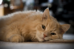chester